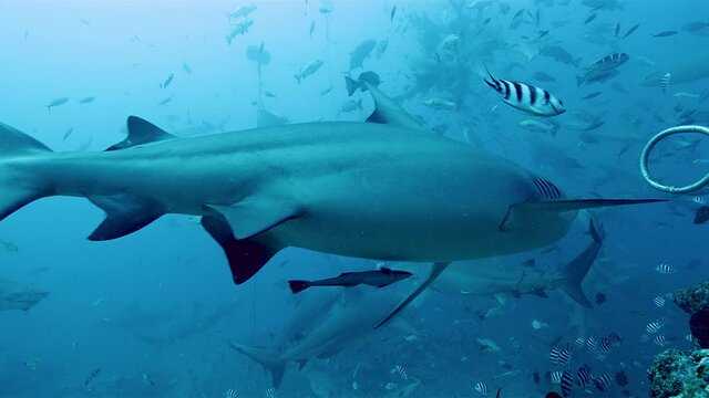 Bull shark and lemon shark swimming underwater with striped tropical fish