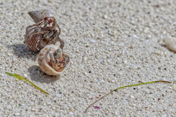 Three hermit crabs in the stolen shells fighting with eachother