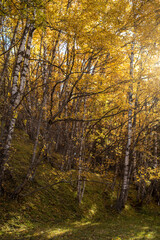 Obraz premium autumn in the forest