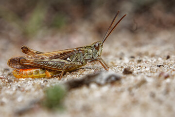 Meadow grasshopper on sand, Masovia, Poland