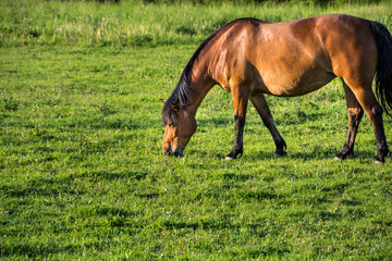 brązowy koń pasący się na pastwisku