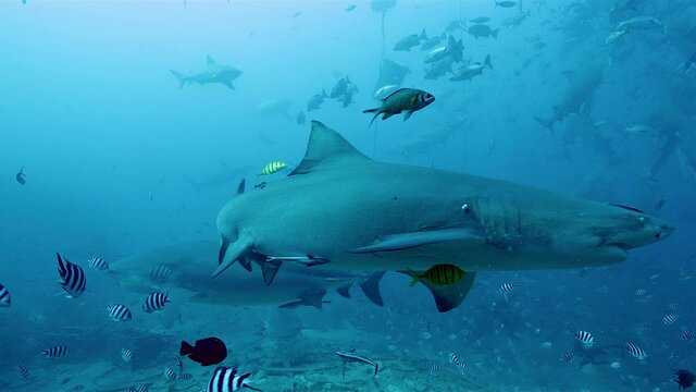 Underwater shot of sharks and tropical fish in Fiji