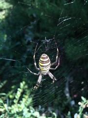 hairy spider hanging on a web dangerous poisonous predator