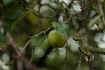 apples on a tree