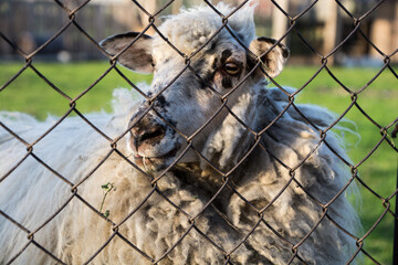 portret owcy za ogrodzeniem z siatki - obrazy, fototapety, plakaty