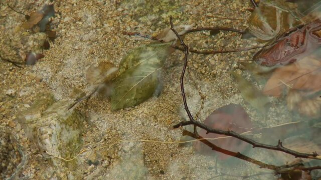 Close up, static shooting of a puddle or water formation with sandy bottom and leaves in a pluvial rainforest in Korea. Rain drops falling.