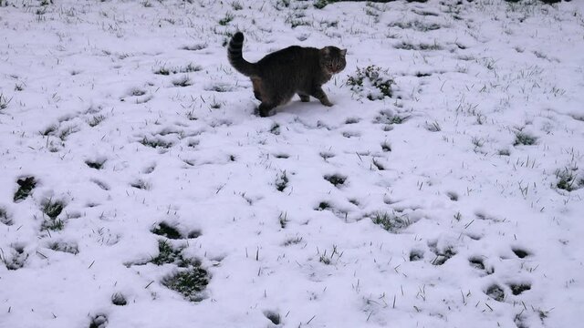 Striped cat in the snow.