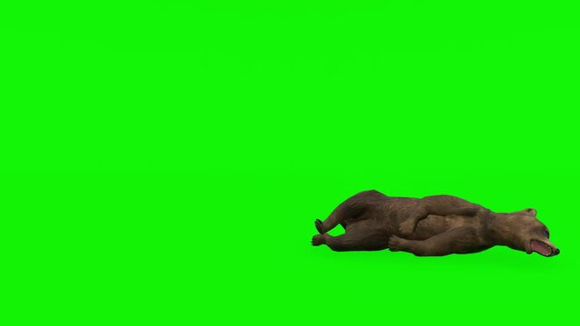 Dying Bear - High quality, Chroma Key and Loopable