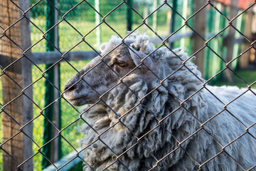 owca za ogrodzeniem z siatki - obrazy, fototapety, plakaty