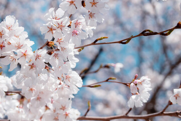 Beautiful cherry blossoms. sakura flowers in korea. travel spring time. 