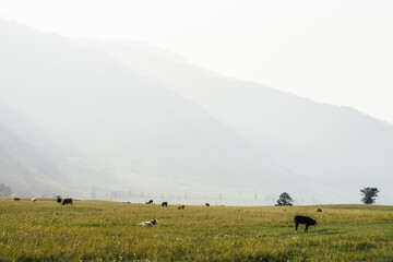 Beautiful scenery with calves and cows grazing in meadow in mountain countryside. Scenic green mountain landscape with farm animals in green field. Mountain pasture with calf and cows in green grass.
