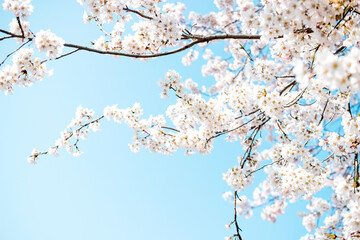 Beautiful cherry blossoms. sakura flowers in korea. travel spring time. 