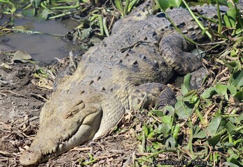 alligator in the swamp