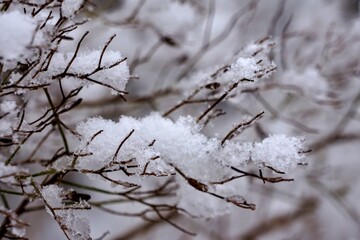 Bare Tree Branches Covered in Snow