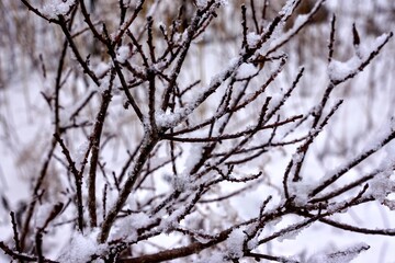 Bare Tree Branches Covered in Snow