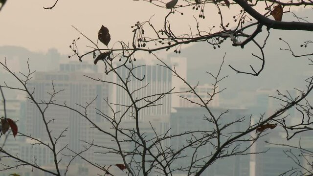 Static camera, selective focus on the twigs of the branches of a tree. In the misty background, a typical, extremely polluted korean city landscape.