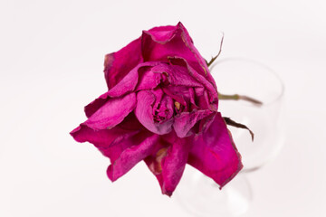close-up view of a blossoming lilac rose bud, and a transparent glass below