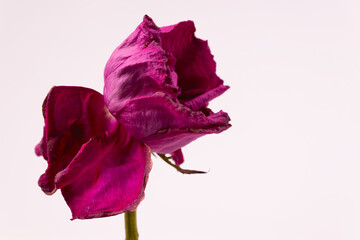 petals bent in the opposite direction from the lilac bud