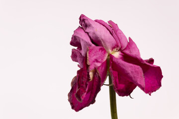 a lilac bud on the stem opened and blossomed to the sides