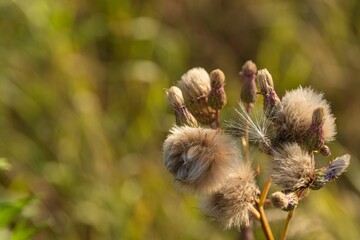Thistle with seeds and downy white blow-balls