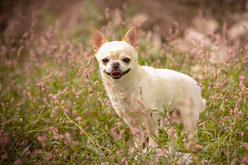 chihuahua the herbs