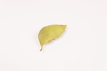 a green-yellow leaf with a twig lies on a white surface