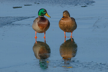 Pair of Mallard ducks on the ice
