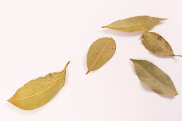yellow-green bay leaves lie close to each other