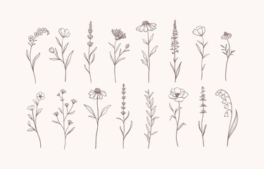 Fototapeta na wymiar Set of Herbs and Wild Flowers. Hand drawn floral elements. Vector illustration