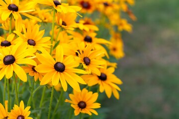 Rudbeckia (coneflowers and black-eyed-susans) blooming in the garden - beautiful, yellow flowers, background, wallpaper