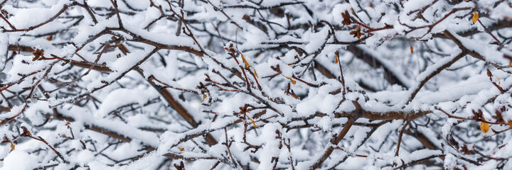 Snow on the branches of trees and bushes after a snowfall. Beautiful winter background with snow-covered trees. Plants in a winter forest park. Cold snowy weather. Cool panoramic texture of fresh snow