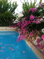 Fototapeta na wymiar swimming pool in a resort