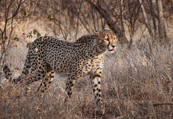 Animals in the wild - Cheetah in Kruger National Park, South Africa