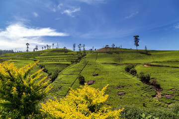 Tea Field Plantations, Sri Lanka