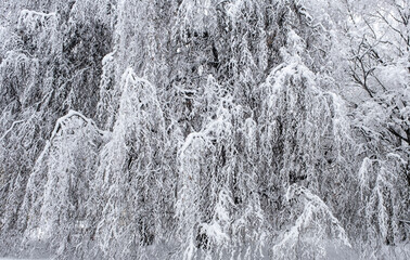 Willow covered in snow 