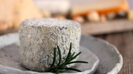 Farmer's cheese with gray mold close-up. Cheeseboard.