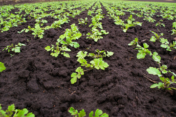 Young spring green shoots growing on the field in fertile black soil. Landscape with agricultural...