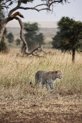 Animals in the wild - Leopard on a hunt in the Serengeti National Park, Tanzania