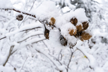 snow covered tree