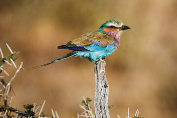 Animals in the wild - Lilac-breasted roller in Samburu National Reserve, North Kenya