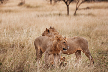 Animals in the wild - Young male lions of a pride in the Serengeti National Park, Tanzania