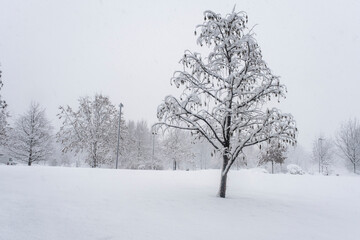 Fototapeta na wymiar Snow in a park 