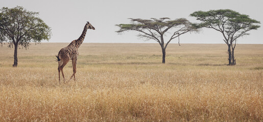 Animals in the wild - Serengeti landscape with a lonely giraffe wandering, Tanzania