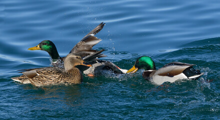 Drake Mallard biting tail feathers of another male
