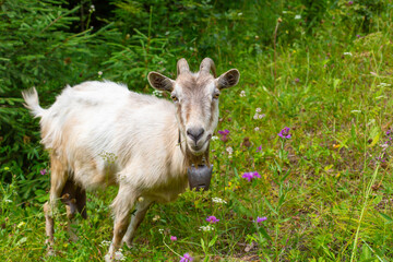 The white goat grazes in the green hills field