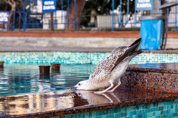 Spotted a Seagull drinking water of a city fountain