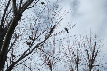 Huge trees extends to sky. Dried and withered branches. Black crows landing on the branches of big trees.