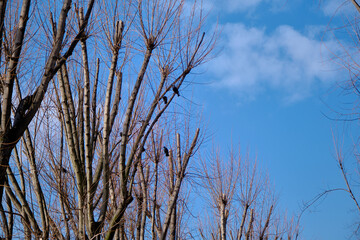 Huge trees extends to sky. Dried and withered branches. Black crows landing on the branches of big trees.