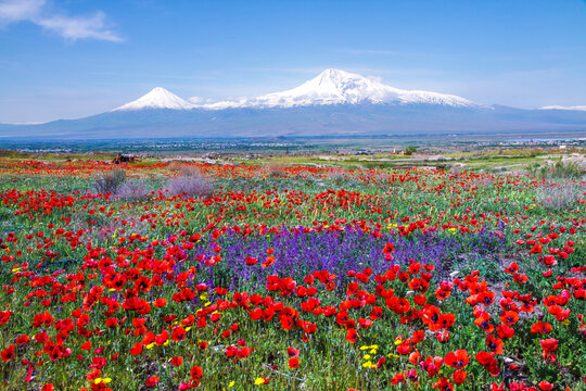 Mount Ararat (Turkey) at 5,137 m viewed from Yerevan, Armenia. This snow-capped dormant compound volcano consists of two major volcanic cones described in the Bible as the resting place of Noah's Ark.