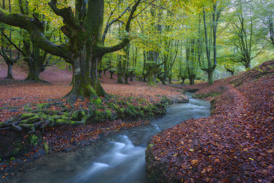 River through Hayedo de Otzarreta, Basque Country, Spain